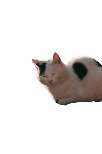 White-black Cat transparent background PNG