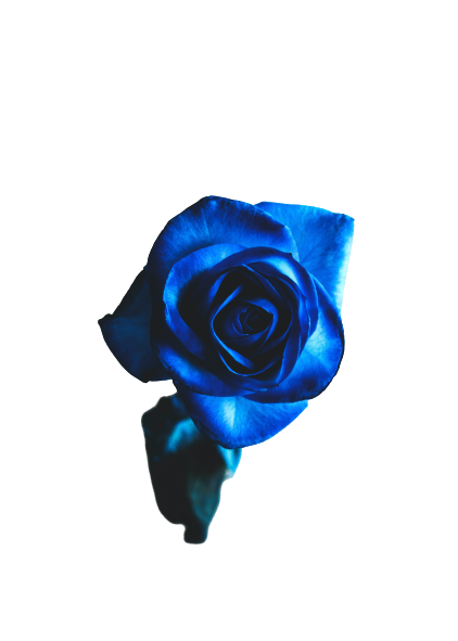 Blue Rose transparent background PNG 