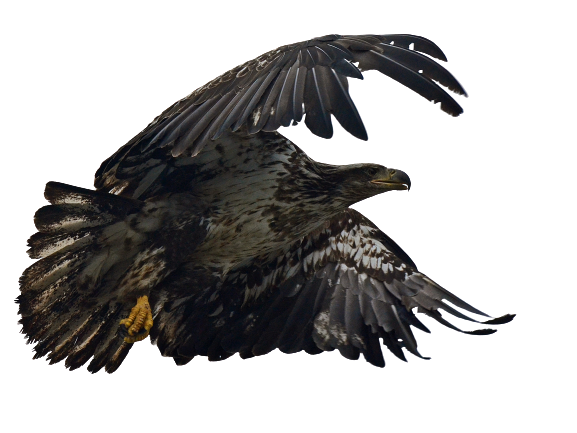Black eagle flying transparent background PNG