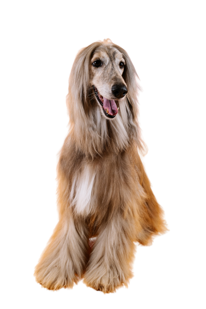 Afghan hound dog transparent background PNG