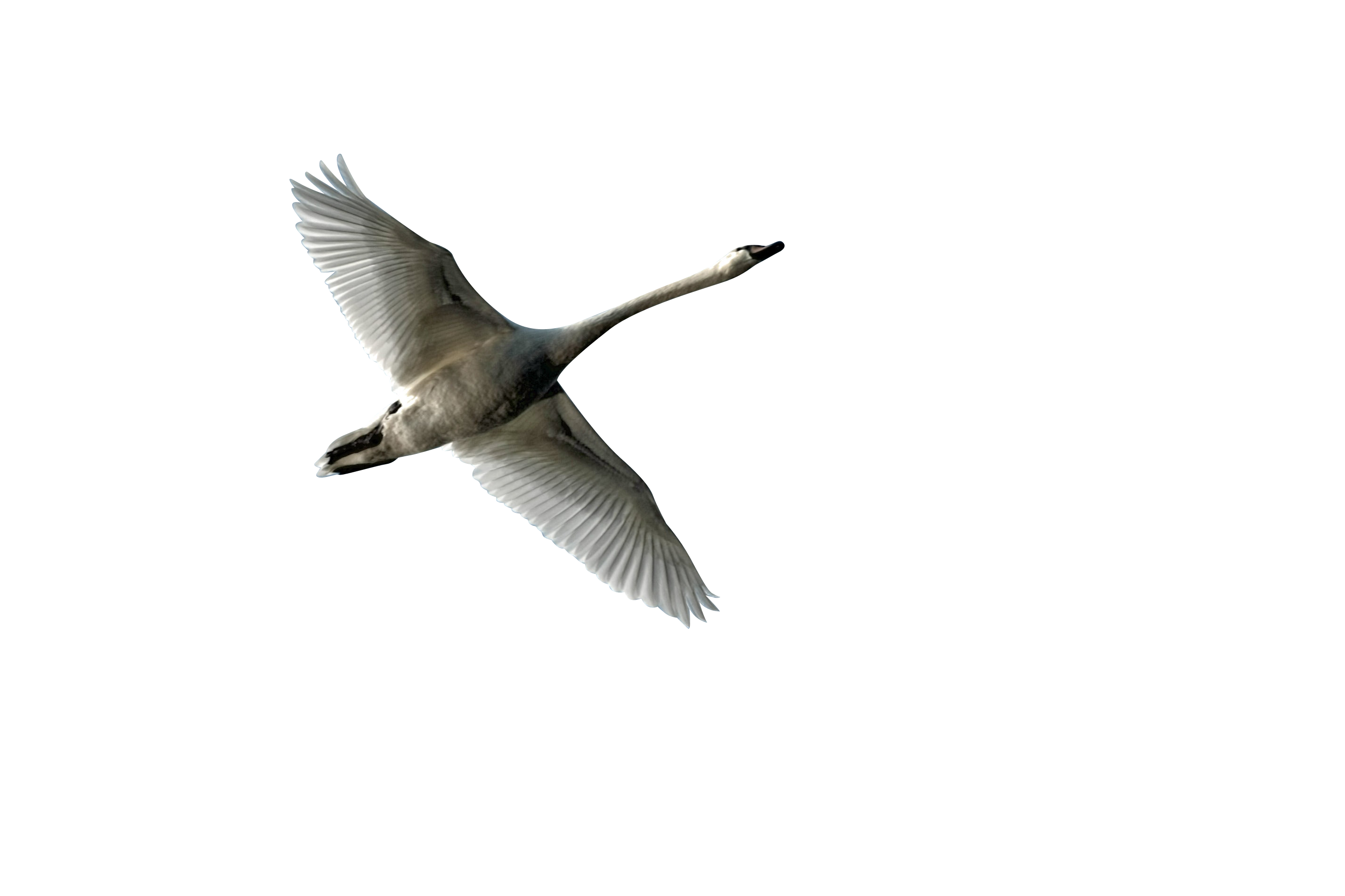 White Goose flying Transparent Background PNG