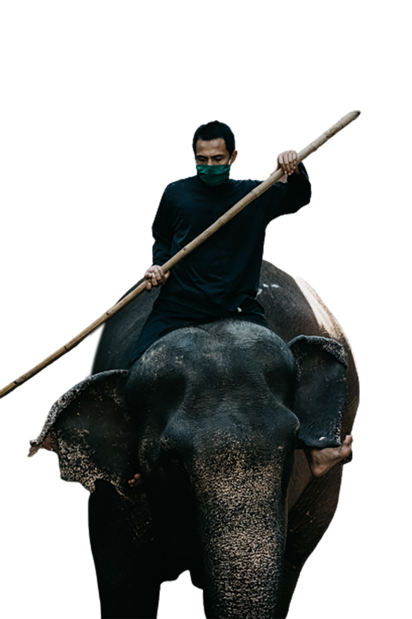 Man on an elephant transparent background PNG