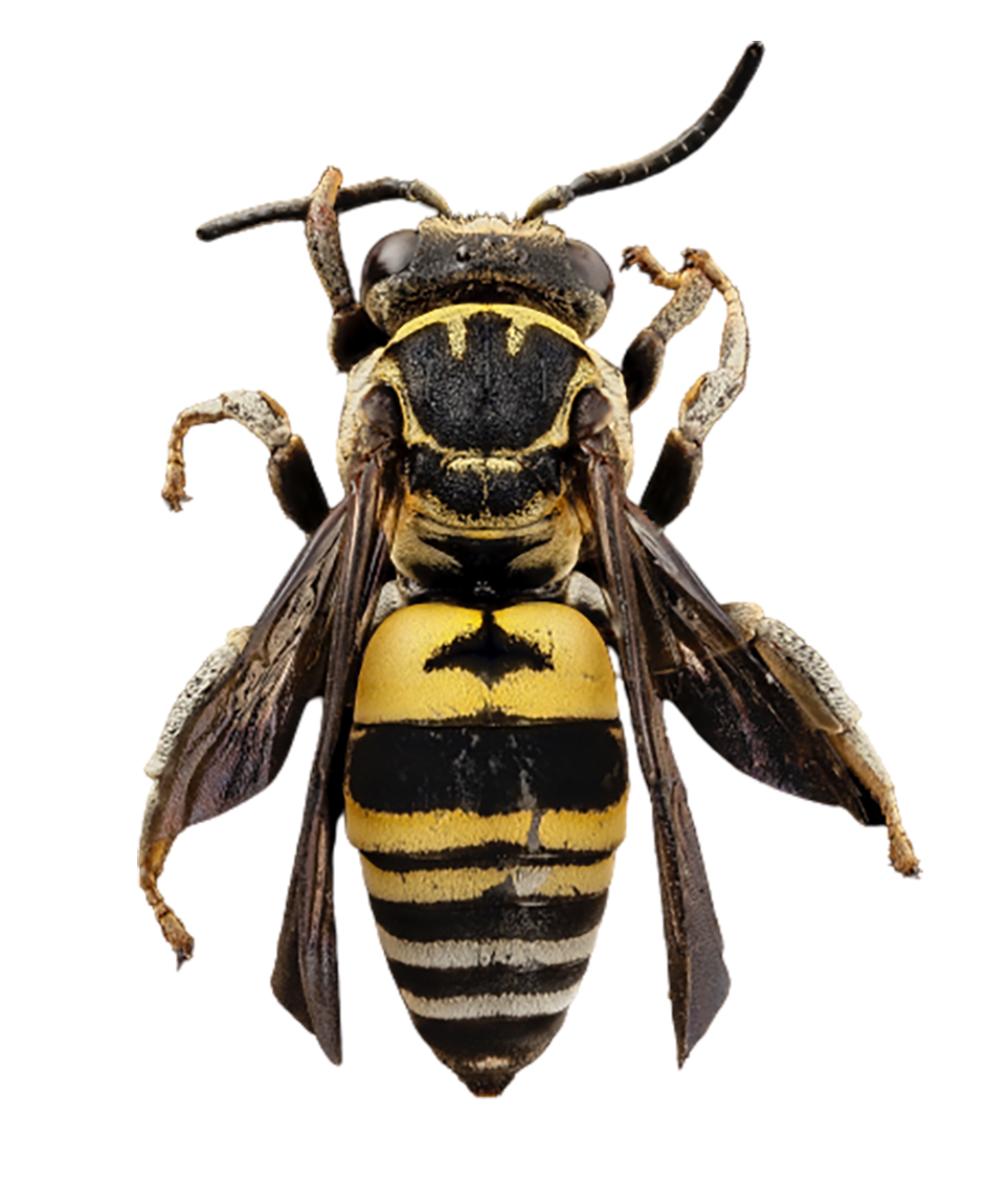 Black-yellow Bee, top view, transparent background PNG