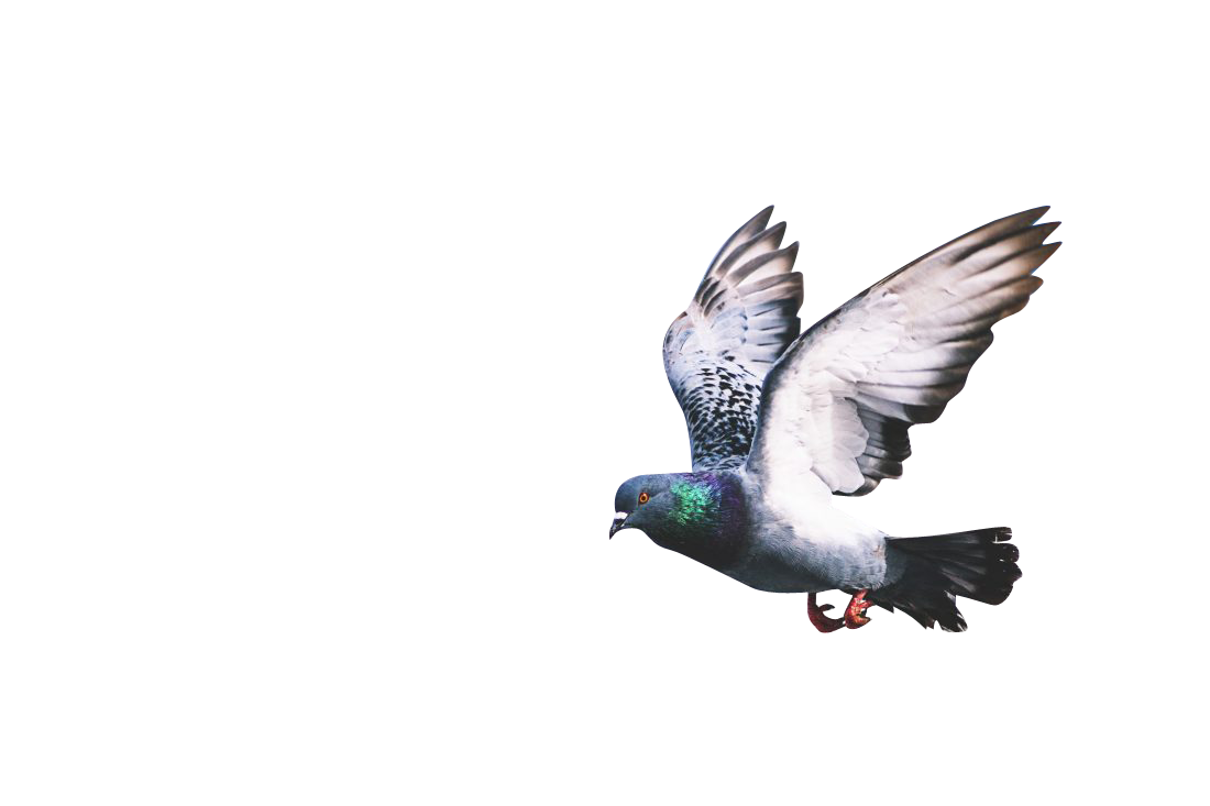 Pigeon Flapping Wings Transparent Background PNG