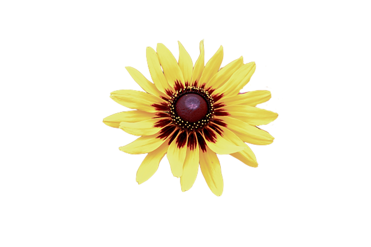 Black-eyed Susan flower transparent background PNG