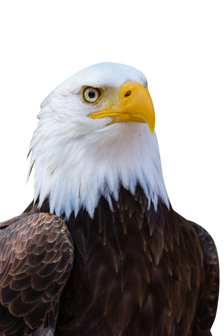 Bald Eagle Transparent Background PNG