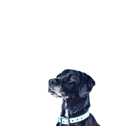 Black dog with white belt transparent background PNG