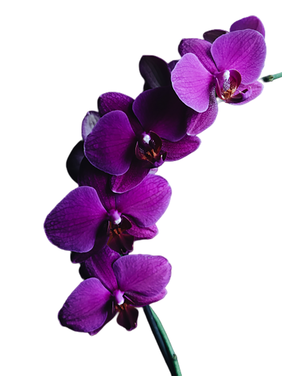 Purple colored orchid flower transparent background PNG