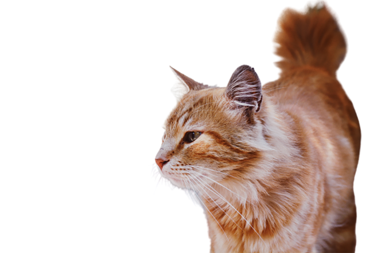 Beautiful white-brown Cat transparent background PNG