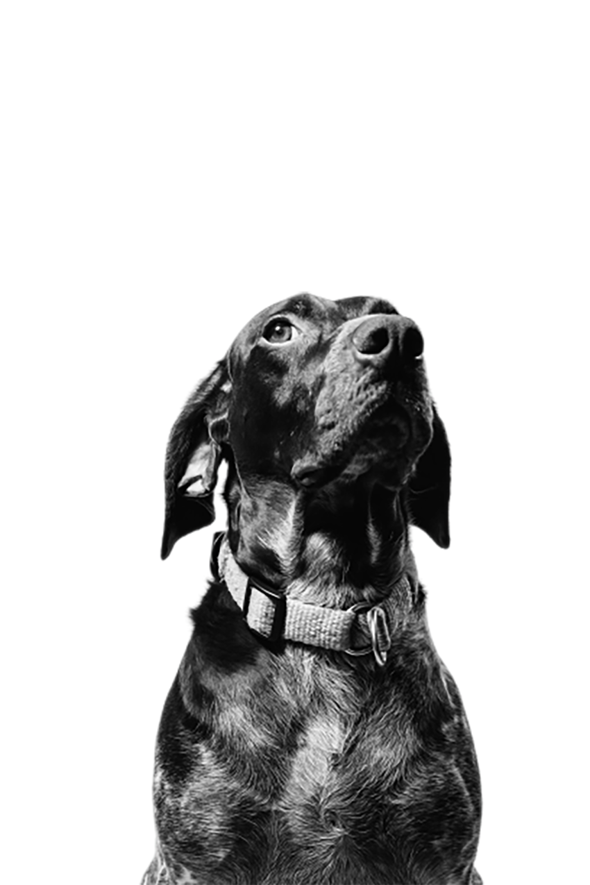 Dog looking up, black and white transparent background PNG